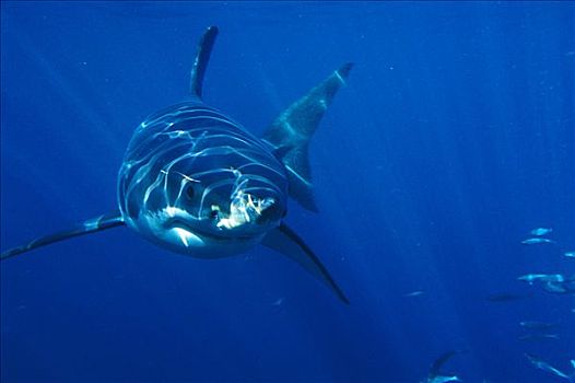 大白鲨,沙鲨属,水下,肖像,正面,岛屿,澳大利亚