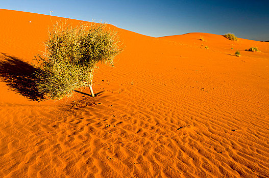 骆驼,刺,刺槐,红色,沙丘,卡拉哈迪大羚羊国家公园,卡拉哈里沙漠,北开普,南非,非洲