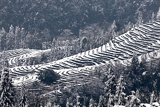 茶山风光