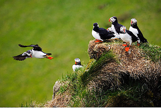 角嘴海雀,石台,冰岛