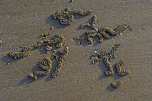 球,沙子,螃蟹,海滩,日落,北领地州,澳大利亚