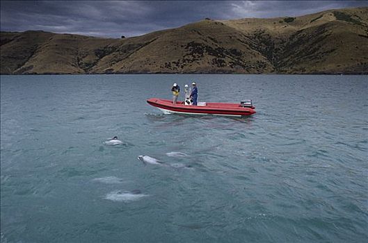 海豚,群体,研究人员,新西兰