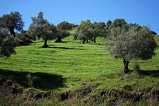 橄榄林,西班牙