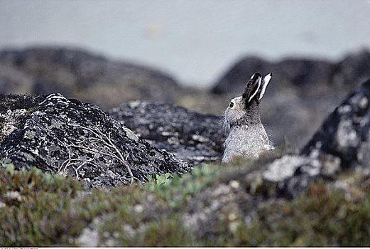 北极兔,巴芬岛