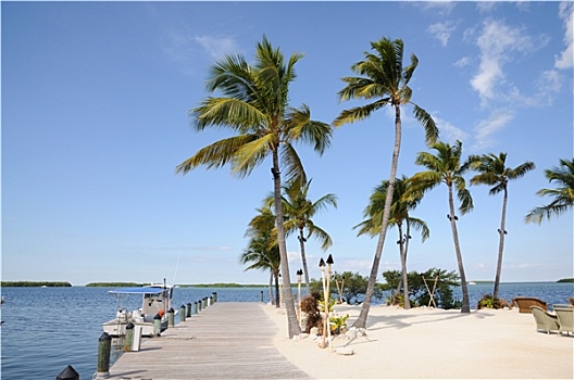 棕榈树,佛罗里达礁岛群,美国