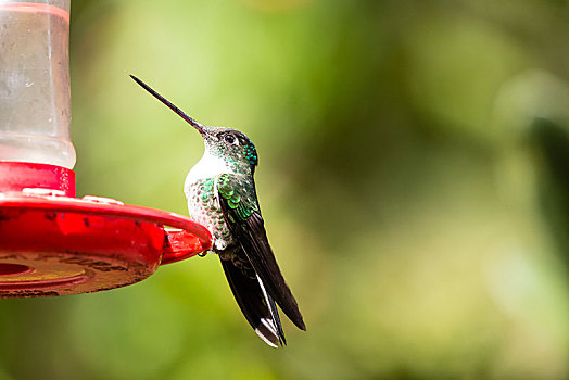 安第斯,翠绿色,自然保护区,哥伦比亚,南美