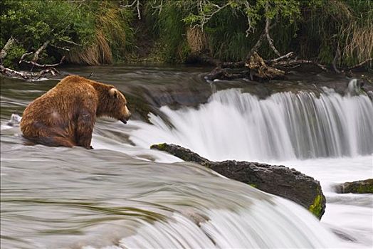 大,棕熊,坐,溪流,瀑布,三文鱼,跳跃,上方,卡特麦国家公园,西南方,阿拉斯加,夏天
