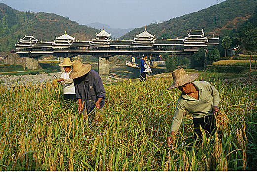 稻米,收获,中国