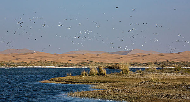 内蒙古腾格里沙漠天鹅