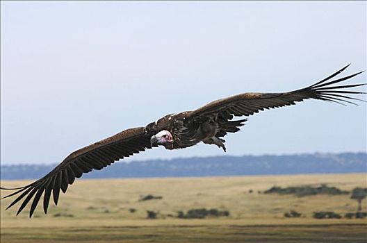 飞,秃鹰,马赛马拉,肯尼亚,非洲