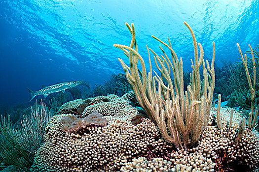 水下,风景,礁石,上面,梭鱼,巨大,海洋,杆,许多,不同,珊瑚,圣卢西亚,向风群岛,小安的列斯群岛,加勒比海
