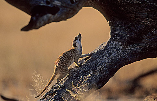猫鼬,卡拉哈迪大羚羊国家公园,卡拉哈里沙漠,南非,非洲