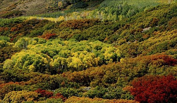 俯拍,秋天,树,风景,科罗拉多,美国