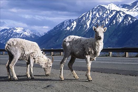 两个,野大白羊,站立,路边,苏厄德公路,特纳甘湾,初夏,阿拉斯加