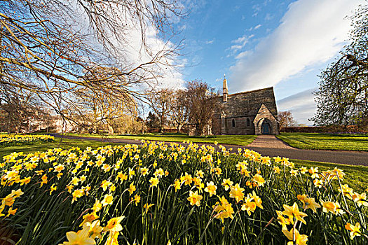 水仙花,开花,教堂,背景,诺森伯兰郡,英格兰