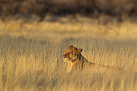 狮子,休息,女性,雌狮,早晨,高,草,埃托沙国家公园,纳米比亚,非洲
