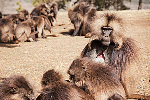 狮尾狒,雌性,眷群,塞米恩国家公园,贡达,省,阿姆哈拉族,区域,埃塞俄比亚