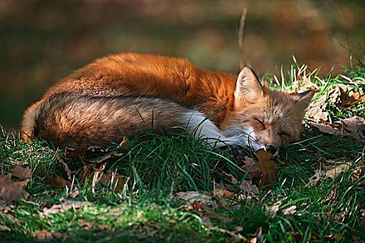 红狐,狐属,卷起,睡觉