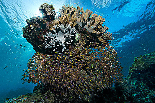 鱼群,寻找,蔽护,珊瑚,生物群,珊瑚礁,大堡礁,世界遗产,昆士兰,澳大利亚,太平洋