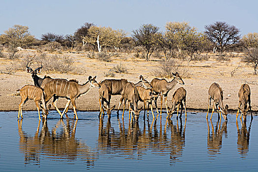 大捻角羚,水潭,卡拉哈里沙漠,博茨瓦纳,非洲