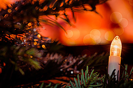 圣诞树,光泽,电,圣诞灯光