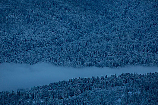 冬日树林,风景,晚上,亮光,巴伐利亚阿尔卑斯山,上巴伐利亚,巴伐利亚,德国