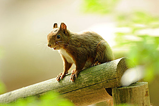 欧亚红松鼠,松鼠,坐在,大树枝,巴伐利亚,德国