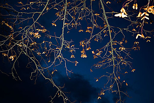 夜晚,抽象,秋天,空,枝条,阴天