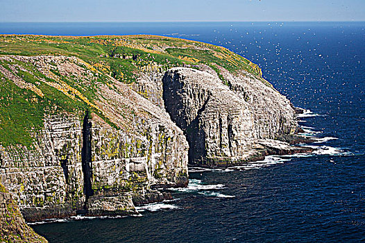 悬崖,海岸线,生态,自然保护区,岬角,岸边,纽芬兰,拉布拉多犬,加拿大