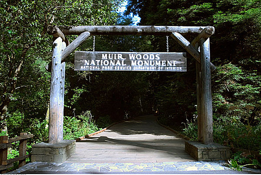 穆尔国家森林纪念地,加利福尼亚,美国