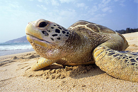 广东惠州海龟保护区内一只上岸海龟