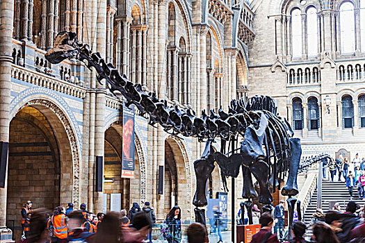 英格兰,伦敦,肯辛顿,自然历史博物馆,骨骼,恐龙