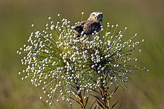 穴鸮,州立公园,巴西