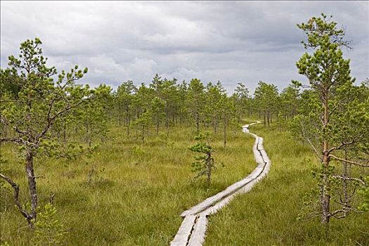 高沼地,爱沙尼亚,欧洲