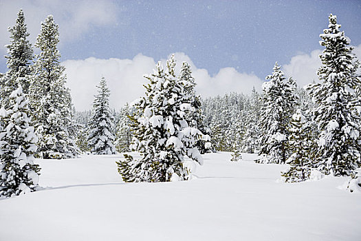 积雪,松树,树林,靠近,布莱肯里奇,科罗拉多,美国