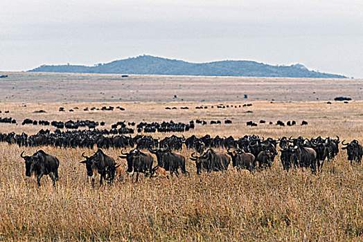 牧群,蓝角马,坦桑尼亚,非洲