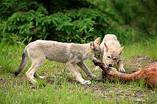 木料,狼,两个,幼兽,鹿,杀,明尼苏达,美国