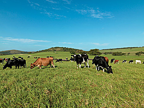 母牛,草场,乳牛场