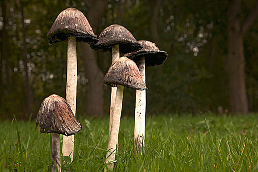 蘑菇,高,茎,草,诺森伯兰郡,英格兰
