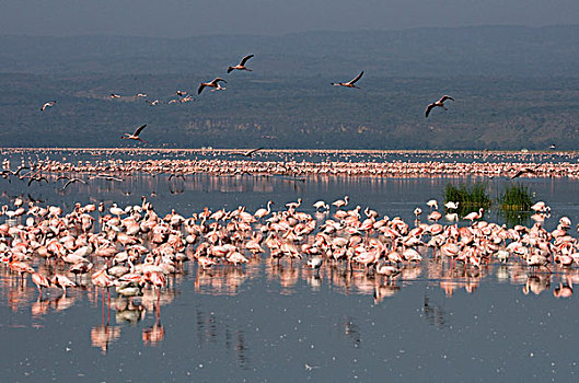 火烈鸟,早,早晨,纳库鲁湖国家公园,肯尼亚,非洲