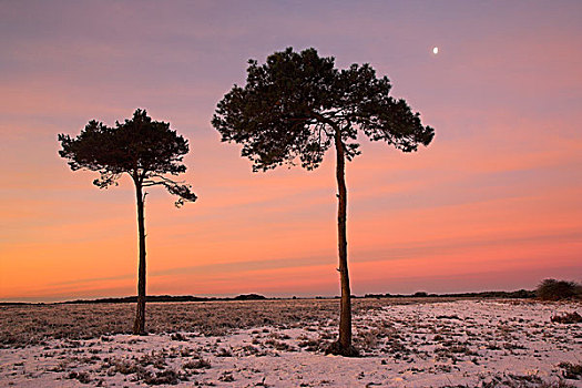 英格兰,汉普郡,新森林地区,松树,黎明,冬天,雪