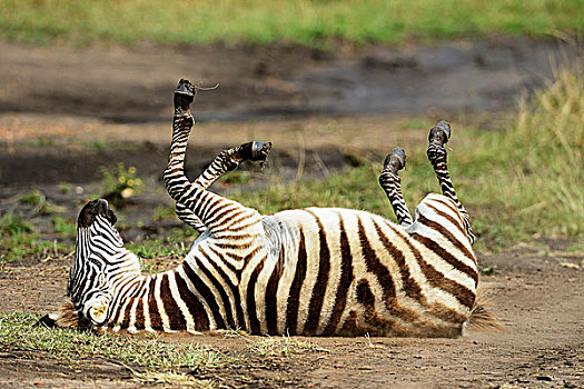 平原斑马,马,幼兽,沙子,躺,马赛马拉国家保护区,肯尼亚,非洲