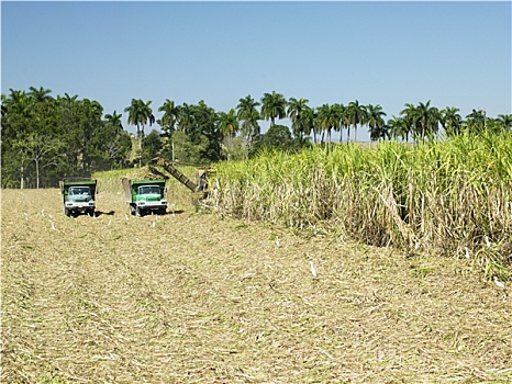 甘蔗,丰收,圣斯皮里图斯,省,古巴