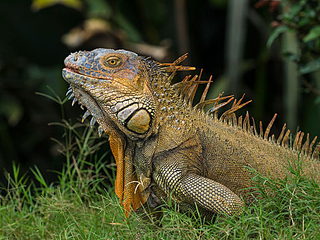 绿鬣蜥,国家公园,哥斯达黎加,中美洲