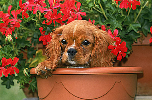 查尔斯王犬,小狗,天竺葵,花盆