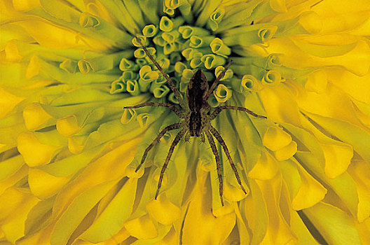 蜘蛛,黄色,花