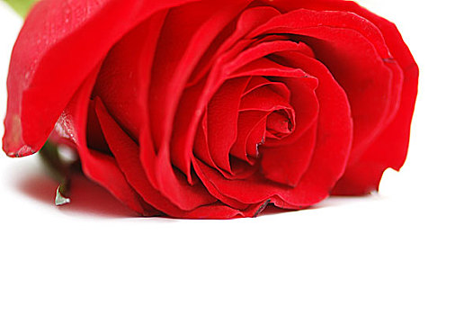 红玫瑰,隔绝,白色背景