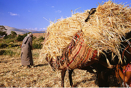 农民,地点,动物,干草,摩洛哥
