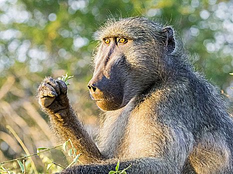 黄狒狒,克鲁格国家公园,南非,非洲