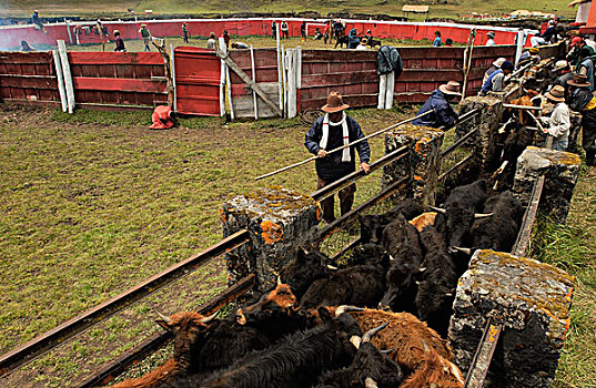 家牛,商标,畜栏,牛仔,庄园,牛,圈拢,安迪斯山脉,厄瓜多尔